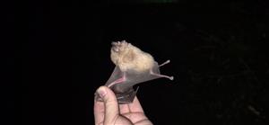 Odchytený podkovár veľký