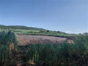 TML Kiarovský močiar, pohľad na mokraď, foto: 6.8.2025, D.Vazanová