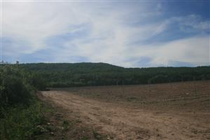 Časť lokality Viničky s pôvodným výskytom Parnassius mnemosyne premená na vinohrad