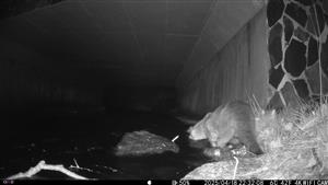 tok potoka pod premostením