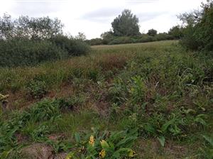 vyschnutý močiar na lokalite