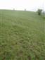 Suchomilné travinnobylinné a krovinové porasty na vápnitom podloží (*dôležité stanovištia Orchideaceae) (24.5.2015)