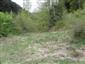 užovka hladká (16.5.2015)