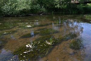 Celkový pohľad na časť TML s výskytom porastov cieľového biotopu