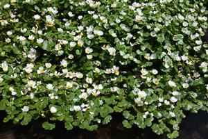 Porast druhu Batrachium rhipiphyllum (= B. peltatum; B. aquatile agg.)