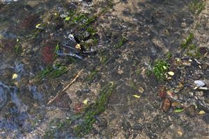 Myriophyllum spicatum