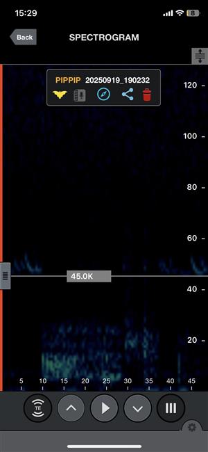 spektrogram záznamu druhu Pipistrellus pipistrellus