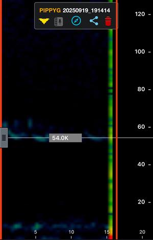 spektrogram záznamu druhu Pipistrellus pygmaeus