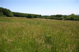 záber na biotop, smer JV