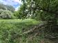 jašterica živorodá (26.7.2025)