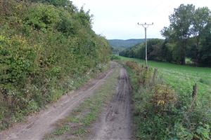 biotop, okraj lesíka a poľnej cesty