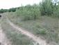 užovka stromová (17.5.2015)