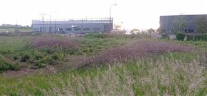 Pohľad na redukciu drevín v okolí malej vodnej plochy v severnej časti TML_BufoViri_039