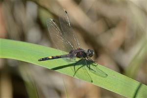 Leucorrhinia pectoralis samec