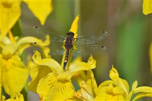Leucorrhinia pectoralis samec