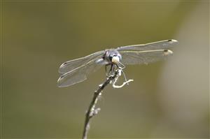 Leucorrhinia pectoralis samec