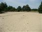 Vnútrozemské panónske pieskové duny (17.6.2014)