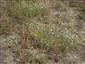 Spoločenstvo s chráneným Dianthus serotinus