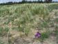 Spoločenstvo so Stipa borystenica (foto: Ing. Olšovský)