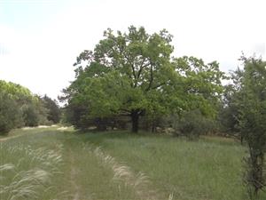 Časť lokality so solitérnymi dubmi, ktoré sú biotopom pre vzácne a chránené druhy hmyzu