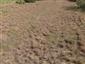 Vnútrozemské panónske pieskové duny (16.6.2014)