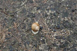 Helix pomatia, 16.7.2025, foto: D. Vazanová