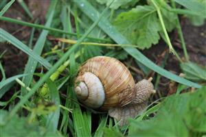 Helix pomatia, 16.7.2025, foto: D. Vazanová