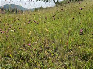 Detail biotopu, aspekt Dianthus carthusianorum.