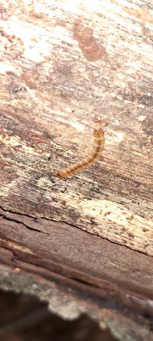 larva Cucujus cinnaberinus