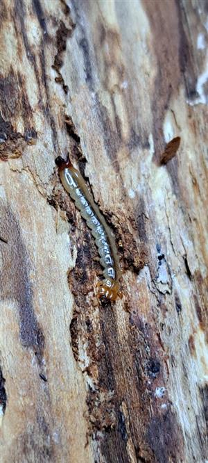 larva Pyrochroa coccinea