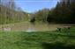 mlok karpatský (30.4.2015)