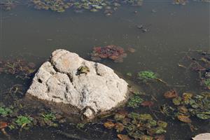 TML Revištský rybník, foto: D.Vazanová