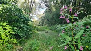 biotop vydry a druhové rastlinné invázie