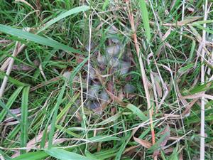 miesto kŕmenia vydry riečnej, zvyšky potravy - šupiny rýb