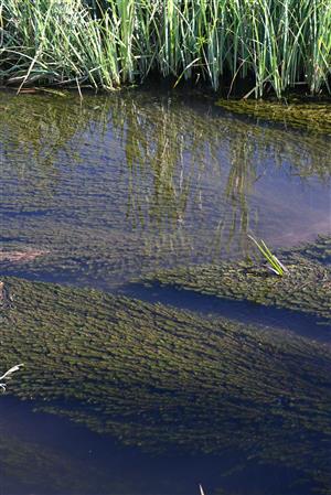 Pohľad do porastu TMP s dominanciou druhu Myriophyllum spicatum