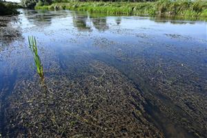 Pohľad na porasty dominantného druhu Potamogeton perfoliatus