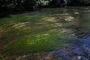 Pohľad na porasty TMP s dominanciou taxónu Batrachium aquatille agg.