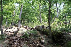 Typický biotop druhu v TMP (TMP1)