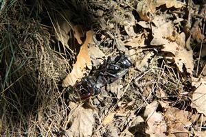 Uhynutý jedinec v TMP1