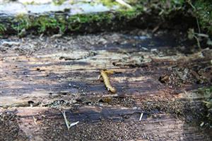 Cucujus cinnaberinus, častý sprievodný druh