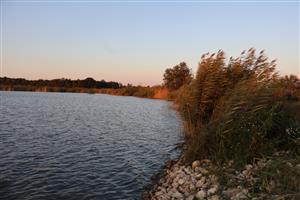 Pohľad na JV časť TML Číčovské rybníky, foto: 2.10.2025, J.Lengyel.