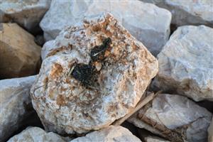 TML Číčovské rybníky, trus Lutra lutra, JV časť rybníkov, 2.10.2025, Foto: J.Lengyel.