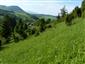 Suchomilné travinnobylinné a krovinové porasty na vápnitom podloží (*dôležité stanovištia Orchideaceae) (29.5.2015)