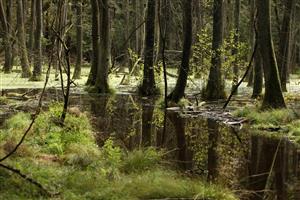 Fotografia zachytáva biotopy v TML.