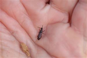 Imágo Rhysodes sulcatus