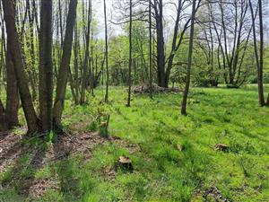 Fotografia zachytáva biotopy v TML.