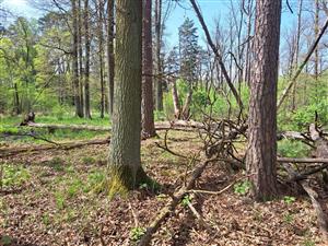 Fotografia zachytáva TMP.