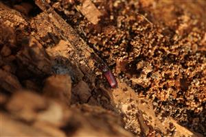 Imágo Rhysodes sulcatus