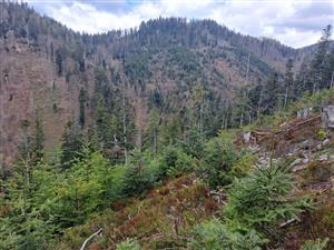 Fotografia zachytáva biotopy v TML.