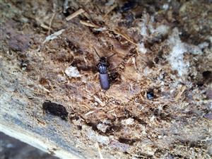 Imágo Rhysodes sulcatus